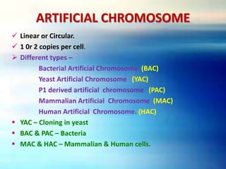 ARTIFICIAL CHROMOSOME
 Linear or Circular.
 1 0r 2 copies per cell.
 Different types –
Bacterial Artificial Chromosome (BAC)
Yeast Artificial Chromosome (YAC)
P1 derived artificial chromosome (PAC)
Mammalian Artificial Chromosome (MAC)
Human Artificial Chromosome. (HAC)
 YAC – Cloning in yeast
 BAC & PAC – Bacteria
 MAC & HAC – Mammalian & Human cells.
 