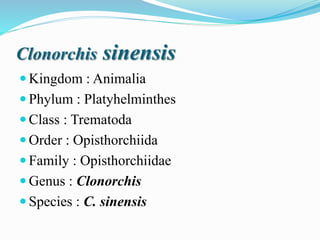 Clonorchis sinensis
 Kingdom : Animalia
 Phylum : Platyhelminthes
 Class : Trematoda
 Order : Opisthorchiida
 Family : Opisthorchiidae
 Genus : Clonorchis
 Species : C. sinensis
 