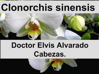 Clonorchis sinensis Doctor Elvis Alvarado Cabezas. 