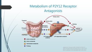 Metabolism of P2Y12 Receptor
Antagonists
Adapted from: Schomig A. NEJM. 2009;361(11):1108-1111.
Effient (Prasugrel) Product Monograph March 11, 2011 version.
Brilinta (Ticagrelor) Product Monograph May 26, 2011 version.
Plavix (Clopidogrel) Product Monograph May 9, 2011 version.
 