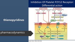 pharmacodynamics
thienopyridines
 