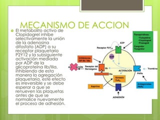 MECANISMO DE ACCION El metabolito activo de
Clopidogrel inhibe
selectivamente la unión
de la adenosina
difosfato (ADP) a su
receptor plaquetario
P2Y12 y la subsiguiente
activación mediada
por ADP de la
glicoproteína IIb/IIIa,
inhibiendo de esta
manera la agregación
plaquetaria, este efecto
es irreversible y se debe
esperar a que se
renueven las plaquetas
antes de que se
normalice nuevamente
el proceso de adhesión.
 