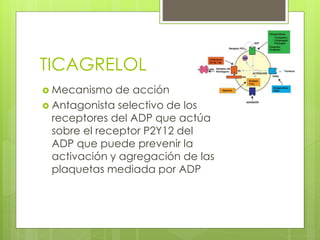 TICAGRELOL
 Mecanismo de acción
 Antagonista selectivo de los
receptores del ADP que actúa
sobre el receptor P2Y12 del
ADP que puede prevenir la
activación y agregación de las
plaquetas mediada por ADP
 