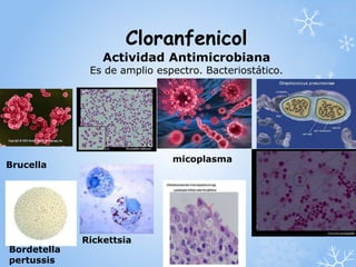 Cloranfenicol 
Actividad Antimicrobiana 
Es de amplio espectro. Bacteriostático. 
Brucella 
Bordetella 
pertussis 
micoplasma 
Rickettsia 
 
