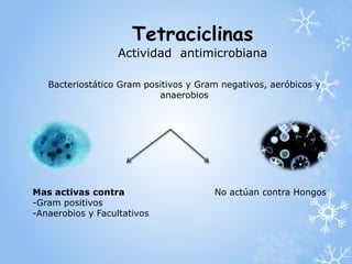 Tetraciclinas 
Actividad antimicrobiana 
Bacteriostático Gram positivos y Gram negativos, aeróbicos y 
anaerobios 
Mas activas contra No actúan contra Hongos 
-Gram positivos 
-Anaerobios y Facultativos 
 