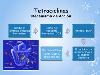Tetraciclinas 
Mecanismo de Acción 
Inhibe la 
síntesis proteica 
bacteriana 
Unión del 
ribosoma 
bacteriano 30S 
Aminocil tRNA 
No adición de 
aminoácidos a 
la cadena 
peptídica 
Bacteriostático 
Bactericida a 
dosis toxicas 
 