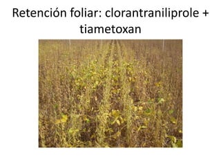 Retención foliar: clorantraniliprole +
            tiametoxan
 