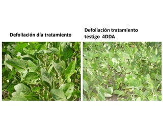 Defoliación tratamiento
Defoliación día tratamiento   testigo 4DDA
 
