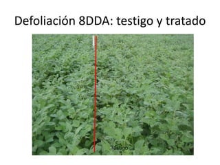 Defoliación 8DDA: testigo y tratado




                 Testigo
 