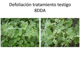 Defoliación tratamiento testigo
             8DDA
 