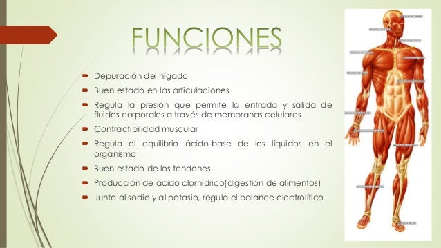 Que Hace El Cloro En El Cuerpo Humano es.slideshare.net