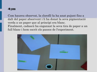4t pas: Com haureu observat, la clorofil·la ha anat pujant fins a dalt del paper absorvent i li ha donat la seva pigmentació verda a un paper que al principi era blanc. Finalment, cadascú ha enganxat la seva tira de paper a un full blanc i hem escrit els passos de l'experiment. 