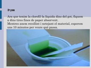 3r pas: Ara que tenim la clorofil·la líquida dins del got, fiquem a dins tires fines de paper absorvent. Mentres anem recollint i netejant el material, esperem uns 10 minutos per veure què passa. 