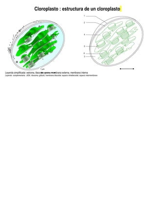 Cloroplasto : estructura de un cloroplasto
Leyenda simplificada: estroma, tilacoide, grana, membrana externa, membrana interna
Leyenda complementaria : ADN, ribosoma, glóbulo, membrana tilacoidal, espacio intratilacoidal, espacio intermembrana
1 µm
1
2
3
5
4
6
 
