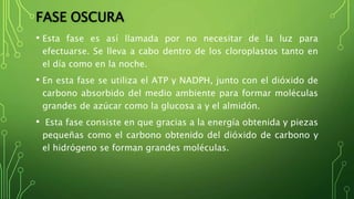 FASE OSCURA
• Esta fase es así llamada por no necesitar de la luz para
efectuarse. Se lleva a cabo dentro de los cloroplastos tanto en
el día como en la noche.
• En esta fase se utiliza el ATP y NADPH, junto con el dióxido de
carbono absorbido del medio ambiente para formar moléculas
grandes de azúcar como la glucosa a y el almidón.
• Esta fase consiste en que gracias a la energía obtenida y piezas
pequeñas como el carbono obtenido del dióxido de carbono y
el hidrógeno se forman grandes moléculas.
 