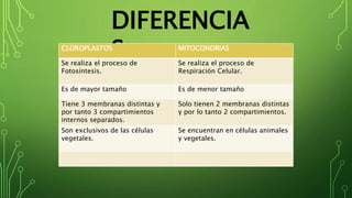 DIFERENCIA
SCLOROPLASTOS MITOCONDRIAS
Se realiza el proceso de
Fotosíntesis.
Se realiza el proceso de
Respiración Celular.
Es de mayor tamaño Es de menor tamaño
Tiene 3 membranas distintas y
por tanto 3 compartimientos
internos separados.
Solo tienen 2 membranas distintas
y por lo tanto 2 compartimientos.
Son exclusivos de las células
vegetales.
Se encuentran en células animales
y vegetales.
 