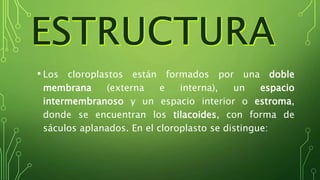 • Los cloroplastos están formados por una doble
membrana (externa e interna), un espacio
intermembranoso y un espacio interior o estroma,
donde se encuentran los tilacoides, con forma de
sáculos aplanados. En el cloroplasto se distingue:
 