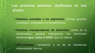 •Las proteínas podemos clasificarlas en tres
grupos:
• Proteínas asociadas a los pigmentos: forman grandes
complejos, integrados en la membrana.
• Proteínas transportadoras de electrones: como en la
mitocondria, aunque transportan los electrones
desde el agua, hasta el NADP, que se reduce.
• ATP-sintetasa, semejante a la de la membrana
mitocondrial interna.
 