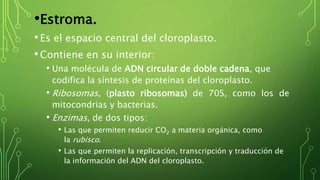 •Estroma.
•Es el espacio central del cloroplasto.
•Contiene en su interior:
• Una molécula de ADN circular de doble cadena, que
codifica la síntesis de proteínas del cloroplasto.
• Ribosomas, (plasto ribosomas) de 70S, como los de
mitocondrias y bacterias.
• Enzimas, de dos tipos:
• Las que permiten reducir CO2 a materia orgánica, como
la rubisco.
• Las que permiten la replicación, transcripción y traducción de
la información del ADN del cloroplasto.
 