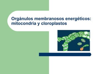 Orgánulos membranosos energéticos:
mitocondria y cloroplastos
 