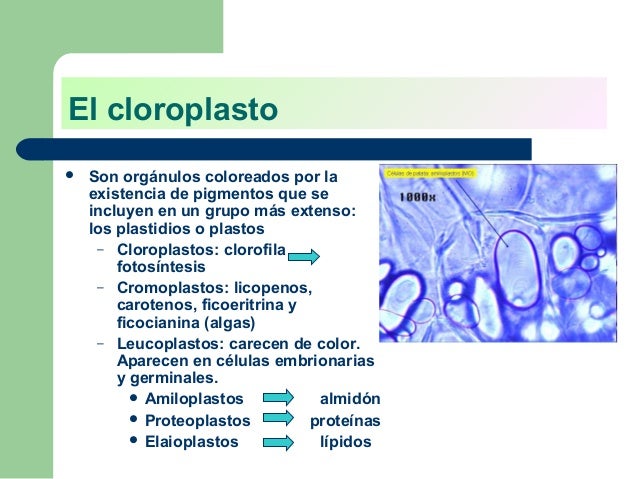 Cloroplasto