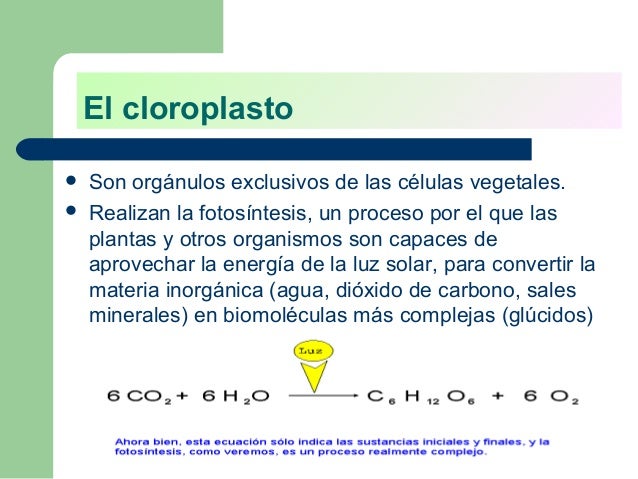 Resultado de imagen para funcion estructura y reaccion del cloroplastos