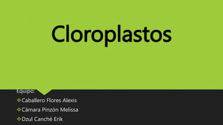 Cloroplastos
Equipo:
Caballero Flores Alexis
Cámara Pinzón Melissa
Dzul Canché Erik
 