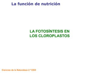 UNIDAD
2
La función de nutrición
Ciencias de la Naturaleza 2.º ESO
LA FOTOSÍNTESIS EN
LOS CLOROPLASTOS
 