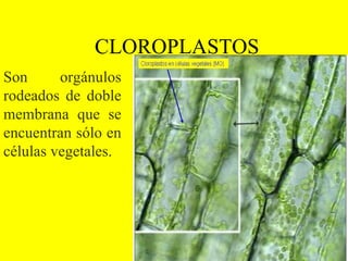 CLOROPLASTOS Son orgánulos rodeados de doble membrana que se encuentran sólo en células vegetales. 
