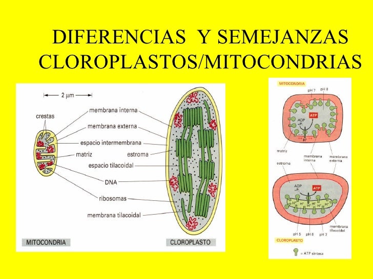 ¿Por qué las mitocondrias y los cloroplastos son especiales? ¿Por qué las mitocondrias y los cloroplastos son especiales?