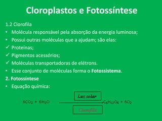 Cloroplastos e Fotossíntese
1.2 Clorofila
• Molécula responsável pela absorção da energia luminosa;
• Possui outras moléculas que a ajudam; são elas:
 Proteínas;
 Pigmentos acessórios;
 Moléculas transportadoras de elétrons.
• Esse conjunto de moléculas forma o Fotossistema.
2. Fotossíntese
• Equação química:
 