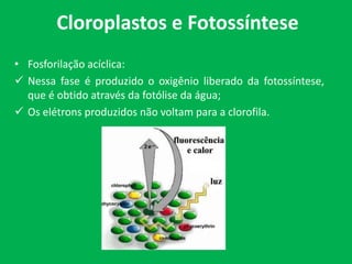 Cloroplastos e Fotossíntese
• Fosforilação acíclica:
 Nessa fase é produzido o oxigênio liberado da fotossíntese,
que é obtido através da fotólise da água;
 Os elétrons produzidos não voltam para a clorofila.
 