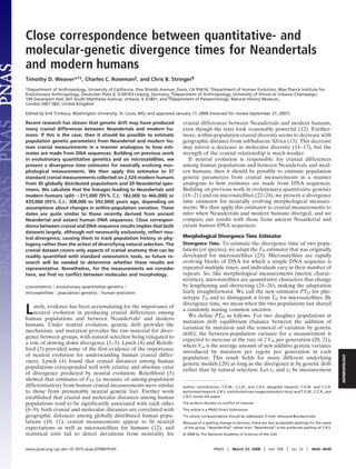Close correspondence between quantitative- and
molecular-genetic divergence times for Neandertals
and modern humans
Timothy D. Weaver*†‡, Charles C. Roseman§, and Chris B. Stringer¶
*Department of Anthropology, University of California, One Shields Avenue, Davis, CA 95616; †Department of Human Evolution, Max Planck Institute for
Evolutionary Anthropology, Deutscher Platz 6, D-04103 Leipzig, Germany; §Department of Anthropology, University of Illinois at Urbana–Champaign,
109 Davenport Hall, 607 South Matthews Avenue, Urbana, IL 61801; and ¶Department of Palaeontology, Natural History Museum,
London SW7 5BD, United Kingdom

Edited by Erik Trinkaus, Washington University, St. Louis, MO, and approved January 17, 2008 (received for review September 27, 2007)

Recent research has shown that genetic drift may have produced                 cranial differences between Neandertals and modern humans,
many cranial differences between Neandertals and modern hu-                    even though the tests look reasonably powerful (12). Further-
mans. If this is the case, then it should be possible to estimate              more, within-population cranial diversity seems to decrease with
population genetic parameters from Neandertal and modern hu-                   geographic distance from subSaharan Africa (13). This decrease
man cranial measurements in a manner analogous to how esti-                    may mirror a decrease in molecular diversity (14–17), but the
mates are made from DNA sequences. Building on previous work                   strength of the cranial relationship is much weaker.
in evolutionary quantitative genetics and on microsatellites, we                  If neutral evolution is responsible for cranial differences
present a divergence time estimator for neutrally evolving mor-                among human populations and between Neandertals and mod-
phological measurements. We then apply this estimator to 37                    ern humans, then it should be possible to estimate population
standard cranial measurements collected on 2,524 modern humans                 genetic parameters from cranial measurements in a manner
from 30 globally distributed populations and 20 Neandertal spec-               analogous to how estimates are made from DNA sequences.
imens. We calculate that the lineages leading to Neandertals and               Building on previous work in evolutionary quantitative genetics
modern humans split 311,000 (95% C.I.: 182,000 to 466,000) or                  (18–21) and on microsatellites (22–24), we present a divergence
435,000 (95% C.I.: 308,000 to 592,000) years ago, depending on                 time estimator for neutrally evolving morphological measure-
assumptions about changes in within-population variation. These                ments. We then apply this estimator to cranial measurements to
dates are quite similar to those recently derived from ancient                 infer when Neandertals and modern humans diverged, and we
Neandertal and extant human DNA sequences. Close correspon-                    compare our results with those from ancient Neandertal and
dence between cranial and DNA-sequence results implies that both               extant human DNA sequences.
datasets largely, although not necessarily exclusively, reﬂect neu-
tral divergence, causing them to track population history or phy-              Morphological Divergence Time Estimator
logeny rather than the action of diversifying natural selection. The           Divergence Time. To estimate the divergence time of two popu-
cranial dataset covers only aspects of cranial anatomy that can be             lations (or species), we adapt the TD estimator that was originally
readily quantiﬁed with standard osteometric tools, so future re-               developed for microsatellites (23). Microsatellites are rapidly
search will be needed to determine whether these results are                   evolving blocks of DNA for which a simple DNA sequence is
representative. Nonetheless, for the measurements we consider                  repeated multiple times, and individuals vary in their number of
here, we ﬁnd no conﬂict between molecules and morphology.                      repeats. So, like morphological measurements (metric charac-
                                                                               teristics), microsatellites are quantitative characters that change
craniometrics evolutionary quantitative genetics                               by lengthening and shortening (24–26), making the adaptation
microsatellites population genetics human evolution                            fairly straightforward. We call the new estimator PTD for phe-
                                                                               notypic TD and to distinguish it from TD for microsatellites. By
                                                                               divergence time, we mean when the two populations last shared
L   ately, evidence has been accumulating for the importance of
    neutral evolution in producing cranial differences among
human populations and between Neandertals and modern
                                                                               a randomly mating common ancestor.
                                                                                  We define PTD as follows. For two daughter populations at
                                                                               mutation drift equilibrium (balance between the addition of
humans. Under neutral evolution, genetic drift provides the
                                                                               variation by mutation and the removal of variation by genetic
mechanism, and mutation provides the raw material for diver-
                                                                               drift), the between-population variance for a measurement is
gence between groups, with natural selection being relegated to
                                                                               expected to increase at the rate of 2 Vm per generation (20, 21),
a role of slowing down divergence (1–3). Lynch (4) and Releth-
                                                                               where Vm is the average amount of new additive genetic variance
ford (5) provided some of the first evidence of the importance
                                                                               introduced by mutation per zygote per generation in each
of neutral evolution for understanding human cranial differ-
                                                                                                                                                                             ANTHROPOLOGY


                                                                               population. This result holds for many different underlying
ences. Lynch (4) found that cranial distances among human                      genetic models (20) as long as the divergence is by genetic drift
populations corresponded well with relative and absolute rates                 rather than by natural selection. Let x1 and x2 be measurement
of divergence predicted by neutral evolution. Relethford (5)
showed that estimates of FST (a measure of among-population
differentiation) from human cranial measurements were similar                  Author contributions: T.D.W., C.C.R., and C.B.S. designed research; T.D.W. and C.C.R.
to those from presumably neutral genetic loci. Further work                    performed research; C.B.S. contributed new reagents/analytic tools; and T.D.W., C.C.R., and
established that cranial and molecular distances among human                   C.B.S. wrote the paper.

populations tend to be significantly associated with each other                The authors declare no conﬂict of interest.
(6–9), both cranial and molecular distances are correlated with                This article is a PNAS Direct Submission.
geographic distances among globally distributed human popu-                    ‡To   whom correspondence should be addressed. E-mail: tdweaver@ucdavis.edu.
lations (10, 11), cranial measurements appear to fit neutral                   Because of a spelling change in German, there are two acceptable spellings for the name
expectations as well as microsatellites for humans (12), and                   of the group. “Neanderthal” rather than “Neandertal” is the preferred spelling of C.B.S.
statistical tests fail to detect deviations from neutrality for                © 2008 by The National Academy of Sciences of the USA



www.pnas.org cgi doi 10.1073 pnas.0709079105                                                      PNAS       March 25, 2008        vol. 105      no. 12      4645– 4649
 