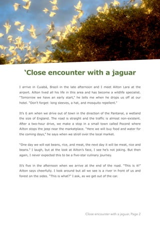 ‘Close encounter with a jaguar
I arrive in Cuiabá, Brazil in the late afternoon and I meet Ailton Lara at the
airport. Ailton lived all his life in this area and has become a wildlife specialist.
“Tomorrow we have an early start,” he tells me when he drops us off at our
hotel. “Don’t forget: long sleeves, a hat, and mosquito repellent.” 
 
It’s 6 am when we drive out of town in the direction of the Pantanal, a wetland
the size of England. The road is straight and the traffic is almost non-existent.
After a two-hour drive, we make a stop in a small town called Poconé where
Ailton stops the jeep near the marketplace. “Here we will buy food and water for
the coming days,” he says when we stroll over the local market. 
 
“One day we will eat beans, rice, and meat, the next day it will be meat, rice and
beans.” I laugh, but at the look at Ailton’s face, I see he’s not joking. But then
again, I never expected this to be a five-star culinary journey. 
 
It’s five in the afternoon when we arrive at the end of the road. “This is it!”
Ailton says cheerfully. I look around but all we see is a river in front of us and
forest on the sides. “This is what?” I ask, as we get out of the car. 
Close encounter with a jaguar, Page 2
 