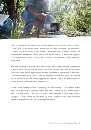  
“This is the end of the road, from here on we will take the boat,” Ailton replies.
“Over there is the Puma lodge, where we will stay overnight,” he continues,
pointing in the direction of the woods. There are several lodges around for
birdwatchers, fishermen, nature lovers and people like us, in search of a jaguar.
“Let’s prepare our dinner. Today it will be beans, rice and meat," Ailton says with
a big smile. 
 
The next morning at sunrise we’re navigating a small boat upstream in search of
a jaguar. From the big river we take a left into a smaller river, then a right into a
creek and then a right again where we find ourselves in the middle of nowhere.
“The first thing we have to do is look for footprints on the river beds,” Ailton says
with a low voice, as if he thinks a jaguar will hear us. Just as we decide to call it
a day, Ailton suddenly shouts: “There he is!” 
 
I look in the direction Ailton is pointing, but see nothing. “Look there!” Ailton
says, while pointing at the skies above the forest. “What are you pointing at?” I
ask, “a flying jaguar? The sun has done more damage to your brain than I
thought!” I laugh, “there are only birds up there.” Ailton changes the direction of
the boat and looks at me like a schoolteacher would. 
Close encounter with a jaguar, Page 3
 