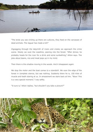  
“The birds you see circling up there are vultures, they feed on the carcasses of
dead animals. The Jaguar has made a kill!” 
 
Zigzagging through the labyrinth of rivers and creeks we approach the crime
scene. Slowly we scan the coastline, peering into the forest. “After dinner, he
probably heads for the river for a drink and some sunbathing,” Ailton says. The
joke about beans, rice and meat pops up in my mind. 
 
Then there is this shadow moving in the woods. And it disappears again. 
 
We stop the motor and the boat comes to a standstill. We scan the edge of the
forest in complete silence, but see nothing. Suddenly there he is, 150 kilos of
muscle and teeth staring at us. In amazement we stare back at him. “Wow! This
is a very special moment,” I say softly. 
 
“It sure is,” Ailton replies, “but shouldn’t you take a picture?” 
Close encounter with a jaguar, Page 4
 