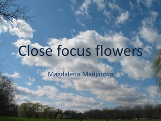 Close focus flowers
Magdalena Madjarova
 