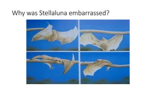 Why was Stellaluna embarrassed?
 