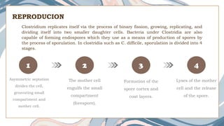 3
1 2
Asymmetric septation
divides the cell,
generating small
compartment and
mother cell.
4
The mother cell
engulfs the small
compartment
(forespore).
Formation of the
spore cortex and
coat layers.
Lyses of the mother
cell and the release
of the spore.
 