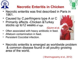 Clostridial infections in animals in India | PPT