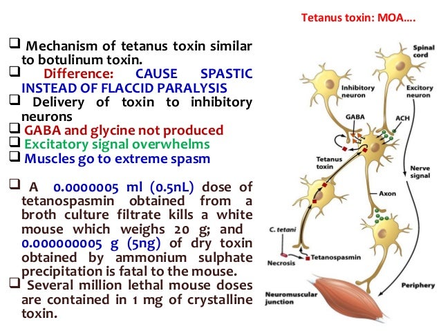 Clostridial Toxins Tetanus Toxin