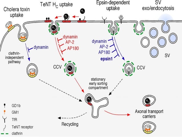 Карта осу toxin