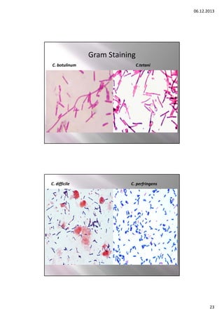 06.12.2013

Gram Staining
C. botulinum

C. difficile

C.tetani

C. perfringens

23

 