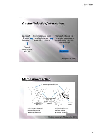 06.12.2013

C. tetani infection/intoxication

Spores of
C. tetani
in wound

Germination and toxin
production under
anaerobic conditions

Transport of toxins via
lymphatic- bloodstream
through motor neurons
to spinal cord

Wound
contaminated
with soil

Symptoms

[Madigan et al. 2009]
17

Mechanism of action
Inhibitory interneurons

Excitation signals
from the
central nervous
system

Release of acetylcholine
inhibited by glycine
 Muscle relaxation

Tetanus
toxin

Uncontrolled release
of acetylcholine
 Spastic paralysis
18
Modified according to [Madigan et al. 2009]

9

 