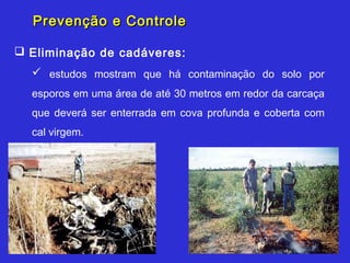 Prevenção e Controle

 Eliminação de cadáveres:
   estudos mostram que há contaminação do solo por
  esporos em uma área de até 30 metros em redor da carcaça
  que deverá ser enterrada em cova profunda e coberta com
  cal virgem.
 