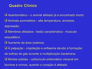 Quadro Clínico

 Assintomático – o animal afetado já é encontrado morto.
 Animais acometidos - alta temperatura, anorexia,
depressão;
 Membros afetados - lesão característica - músculo
esquelético.
 Aumento da área (edema).
 Á palpação - crepitação e enfisema devido à formação
de bolhas de gás durante a multiplicação bacteriana.
 Mortes súbitas - carbúnculo sintomático visceral em
bovinos e ovinos, quando o coração é afetado.
 
