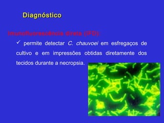 Diagnóstico

Imunofluorescência direta (IFD):
   permite detectar C. chauvoei em esfregaços de
  cultivo e em impressões obtidas diretamente dos
  tecidos durante a necropsia.
 