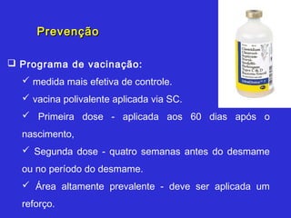 Prevenção

 Programa de vacinação:
   medida mais efetiva de controle.
   vacina polivalente aplicada via SC.
   Primeira dose - aplicada aos 60 dias após o
  nascimento,
   Segunda dose - quatro semanas antes do desmame
  ou no período do desmame.
   Área altamente prevalente - deve ser aplicada um
  reforço.
 