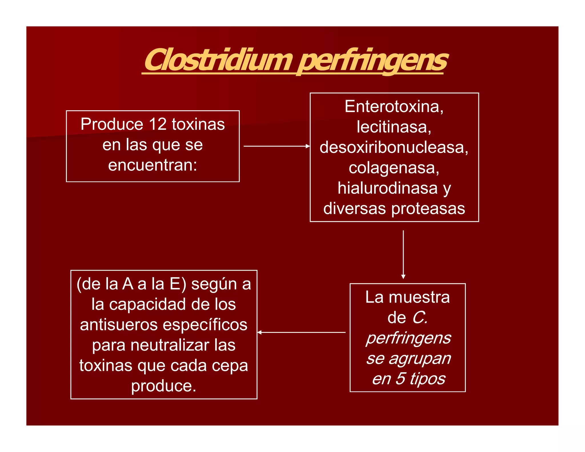 Clostridium perfringens 
         Clostridium perfringens 
                               Enterotoxina, 
Produce 12 toxinas               lecitinasa, 
   en las que se            desoxiribonucleasa, 
    encuentran:                colagenasa, 
                              hialurodinasa y 
                            diversas proteasas 



(de la A a la E) según a 
   la capacidad de los           La muestra 
 antisueros específicos             de C. 
   para neutralizar las          perfringens 
 toxinas que cada cepa           se agrupan 
        produce.                  en 5 tipos 
 