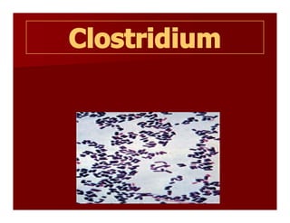 Clostridium
Clostridium 
 